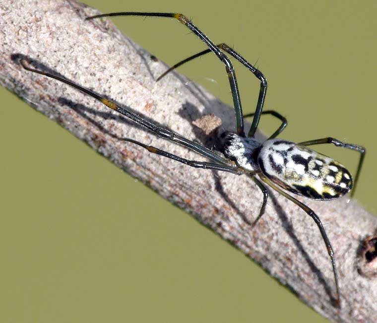 Nephila plumipes