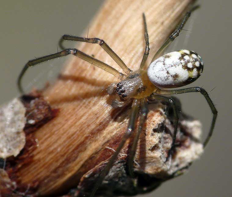 Nephila plumipes