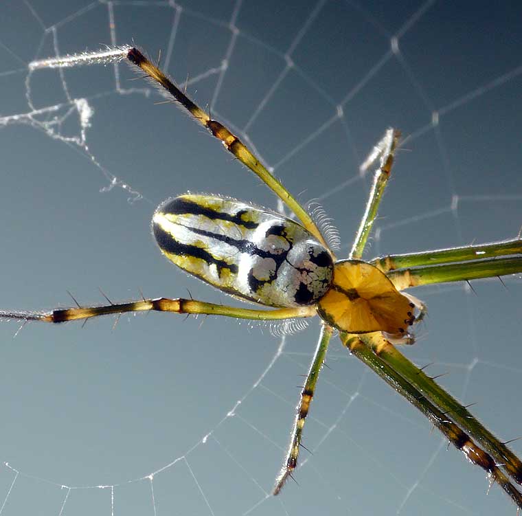 Leucauge