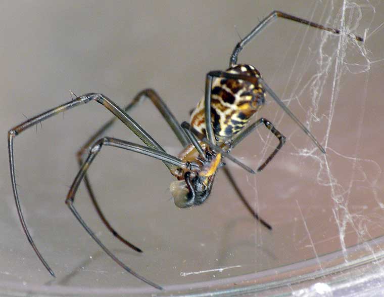 Nephila plumipes