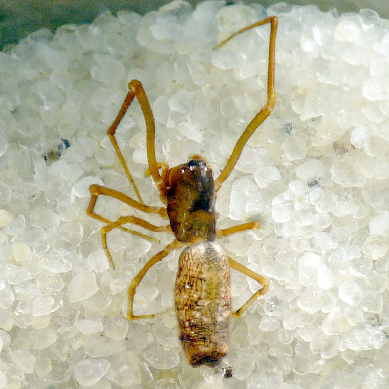 Argyrodes sp.