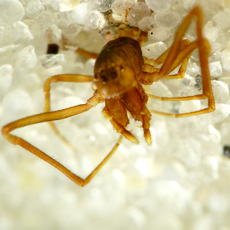 Argyrodes sp.