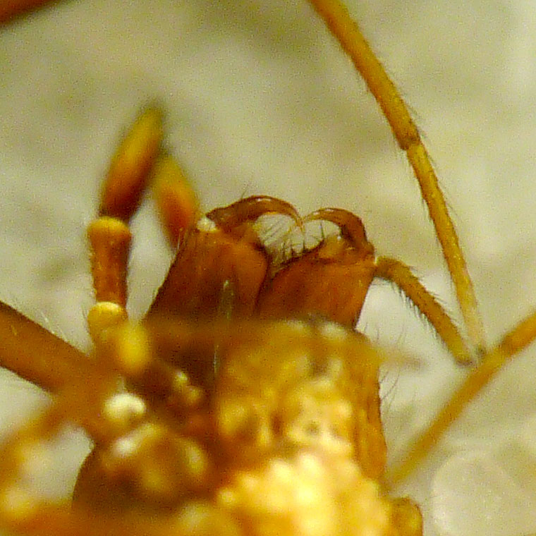 Argyrodes sp.