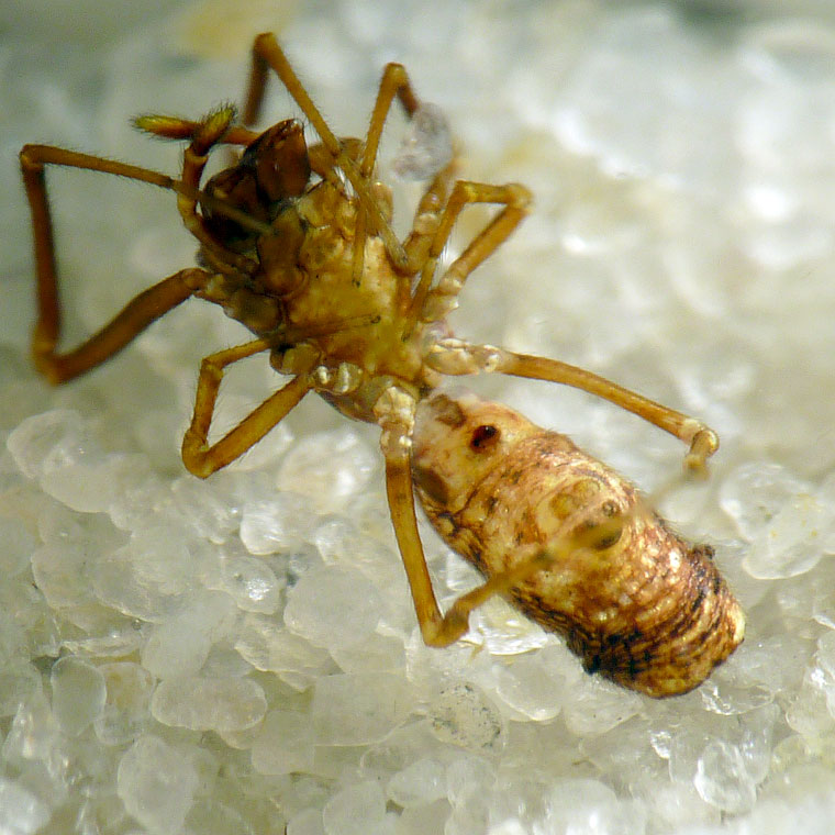 Argyrodes sp.