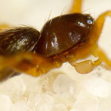 Myrmopopaea