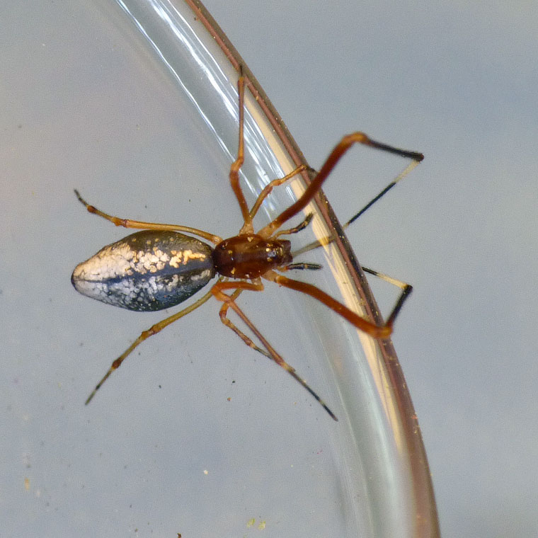 Argyrodes sp.