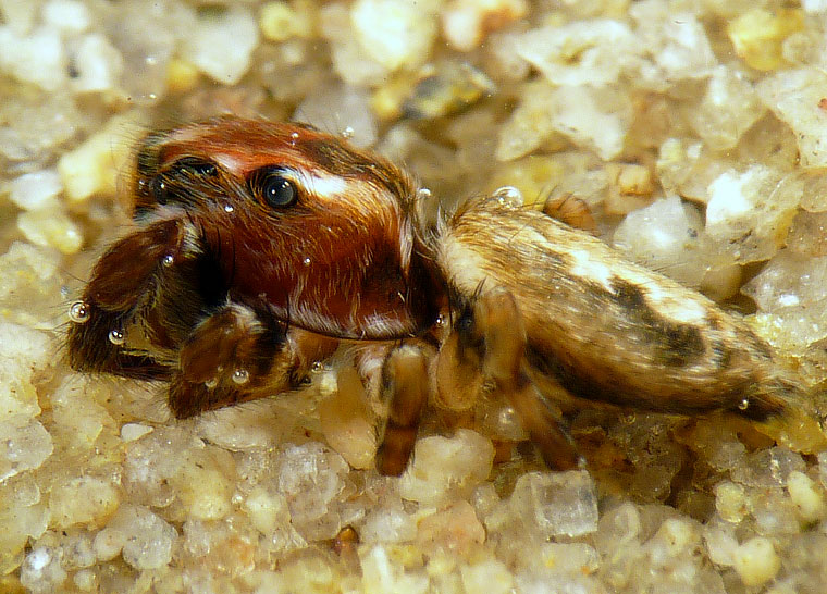 Paraphilaeus daemeli