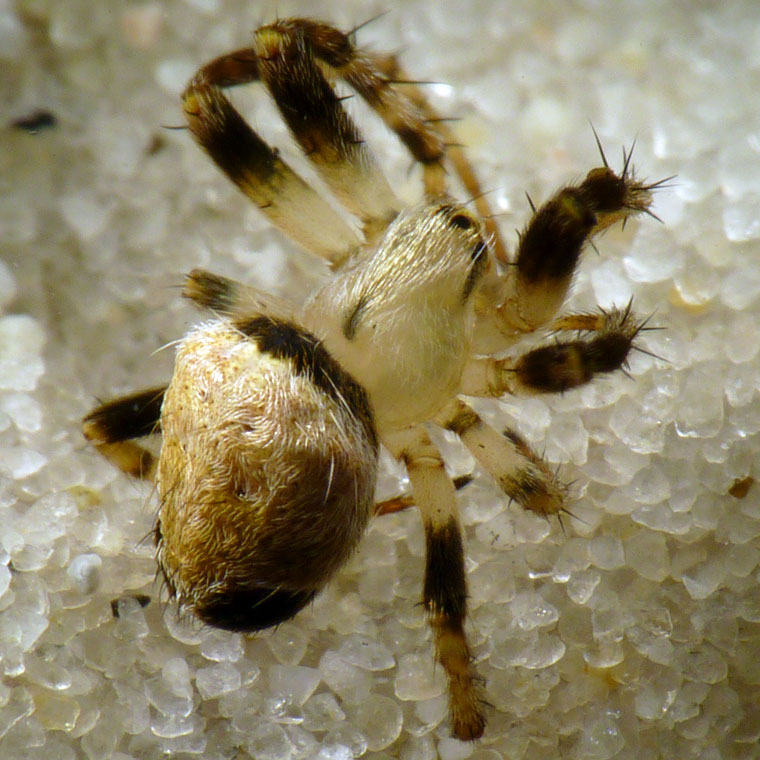 'Araneus' eburnus 8710