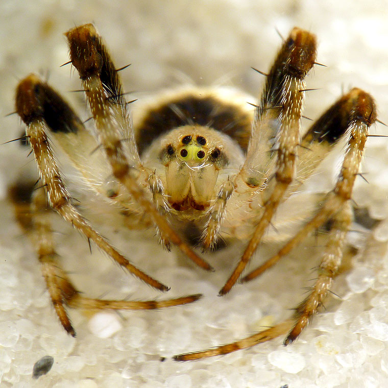 'Araneus' eburnus 8710