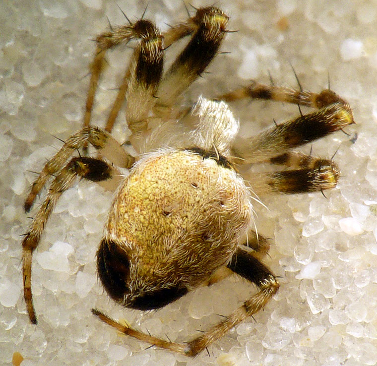 'Araneus' eburnus 8710