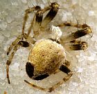 'Araneus' eburnus 8710