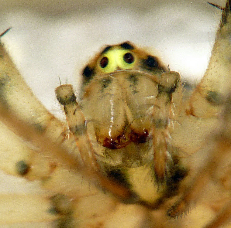 'Araneus' eburnus 8710