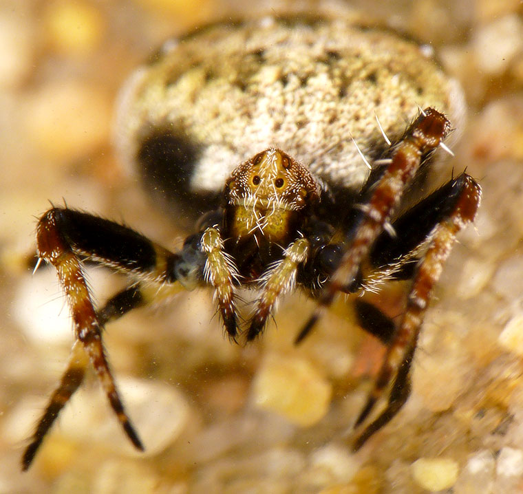 Araneus rotundulus