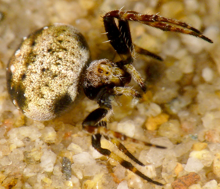 Araneus rotundulus