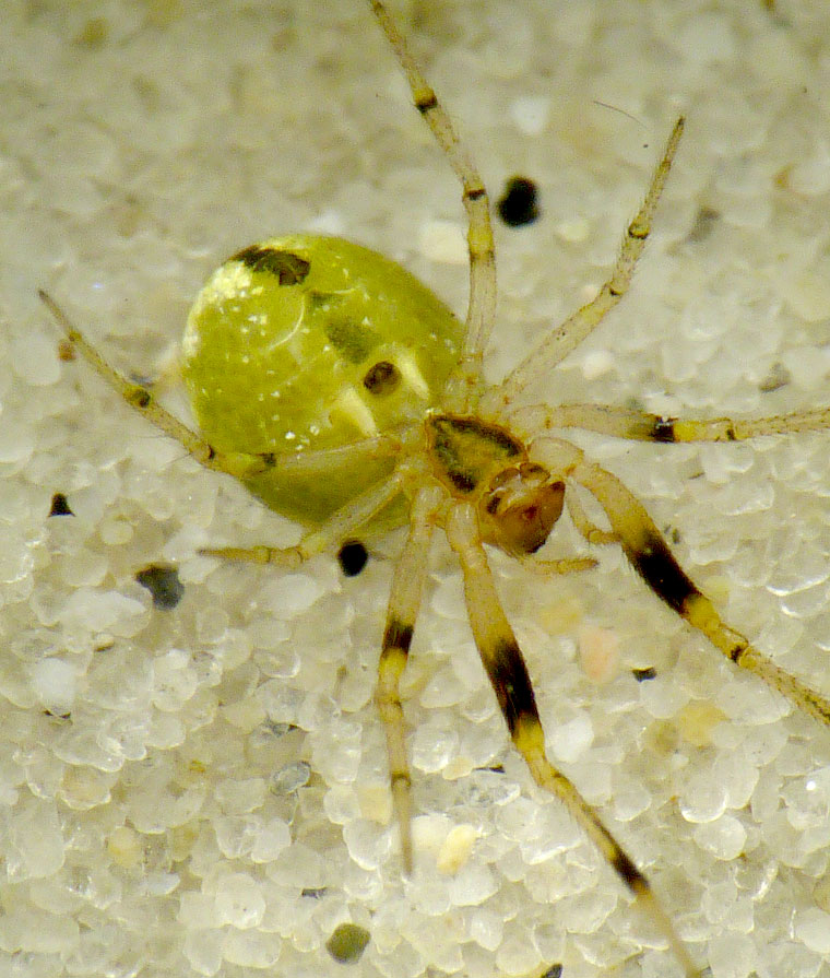 Anelosimus sp? cf crassipes