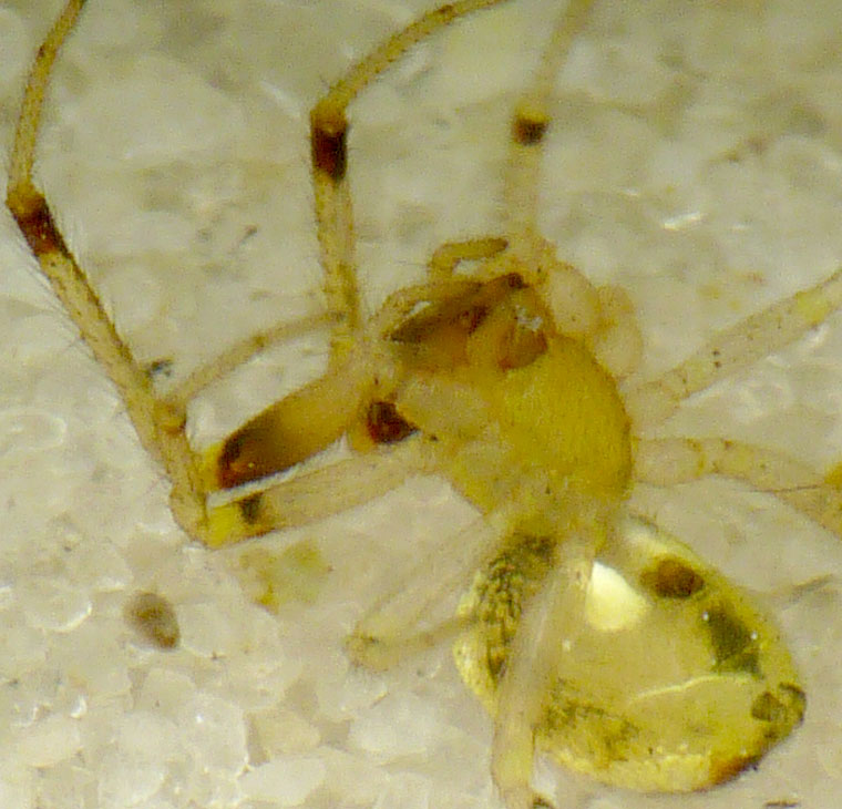 Anelosimus sp? cf crassipes