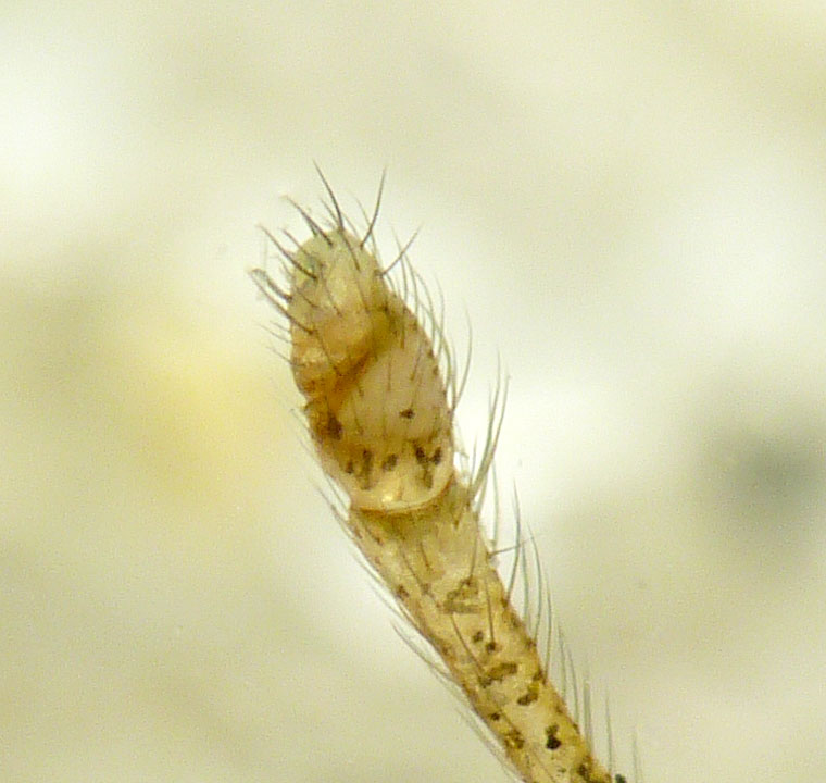 Rhomphaea sp