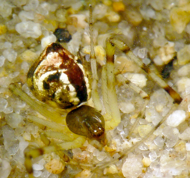 Theridion pyramidale