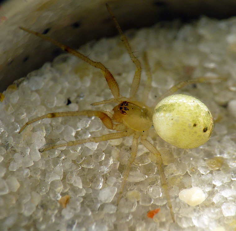 Anelosimus sp? cf crassipes