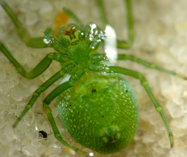 'Araneus' transversus