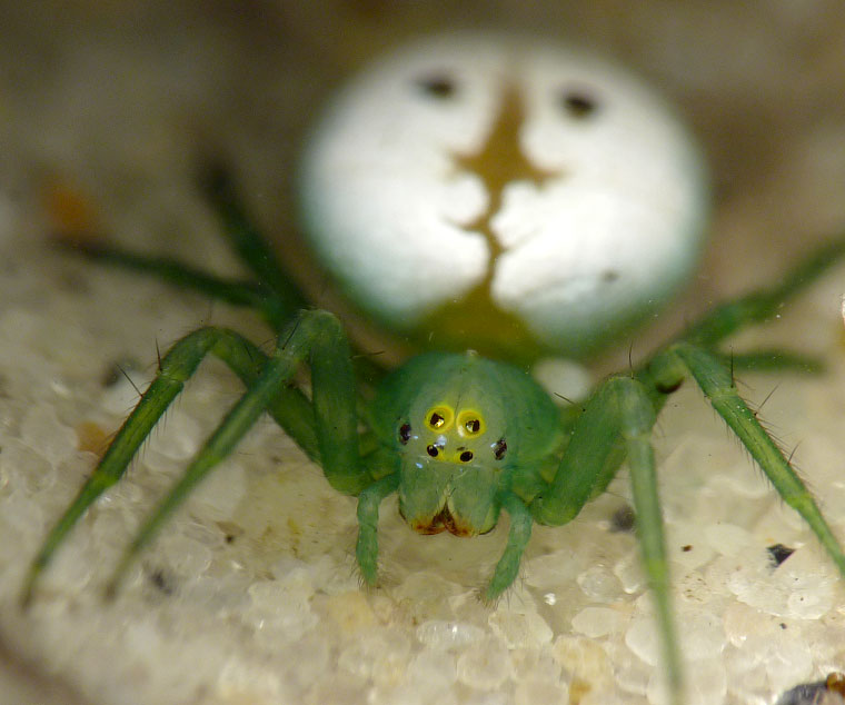 'Araneus' transversus