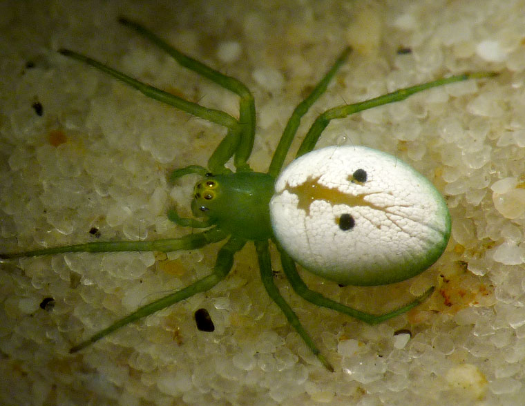 'Araneus' transversus