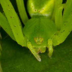 Sidymella sp