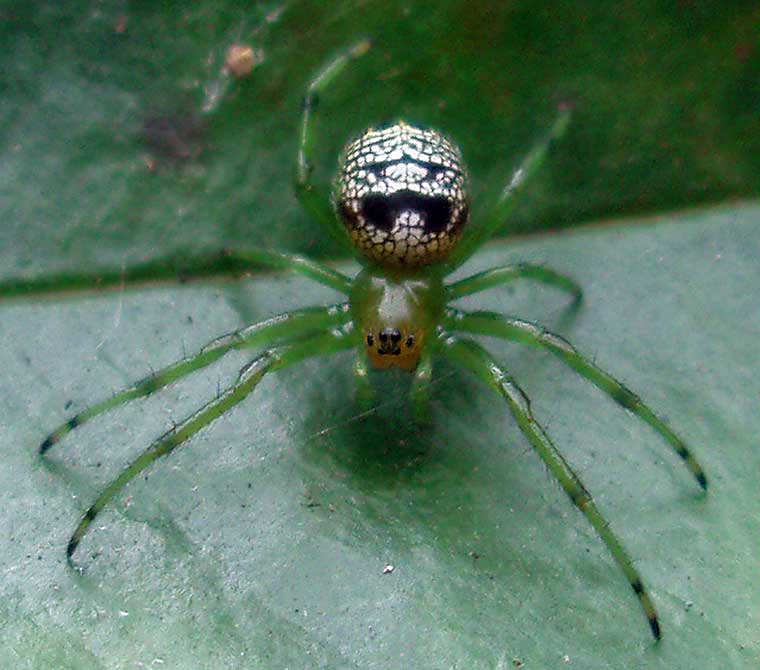 Araneus praesignus