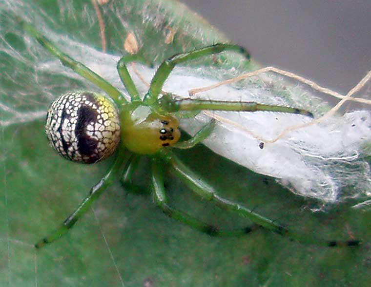 Araneus praesignus