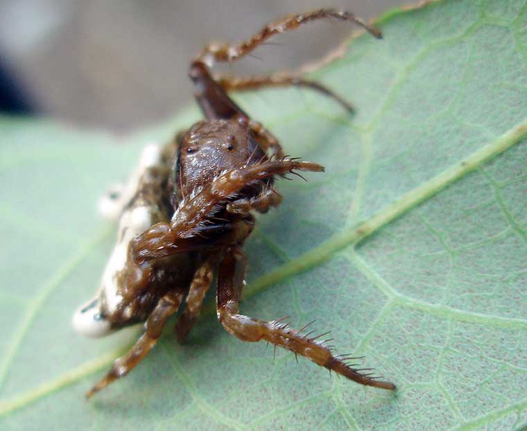 Small Bird Dropping Spider