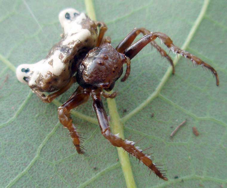 Small Bird Dropping Spider