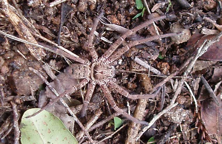 Huntsman Spider Sparassidae 