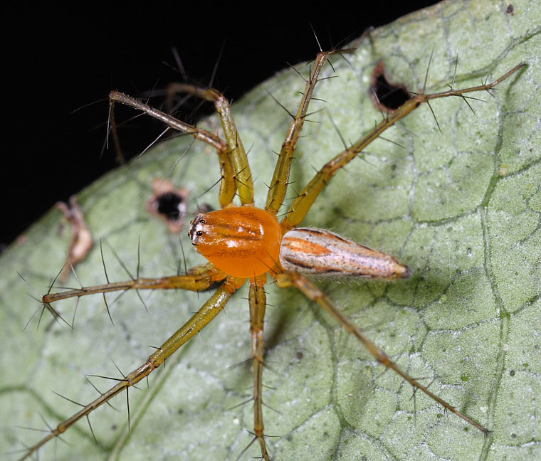 Oxyopes papuanus