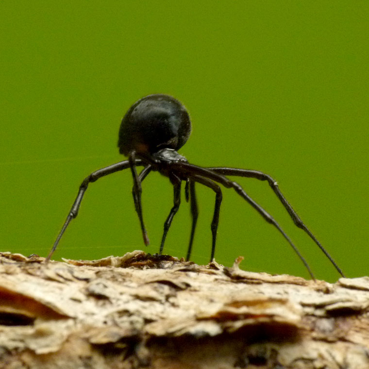 Parasteatoda decorata