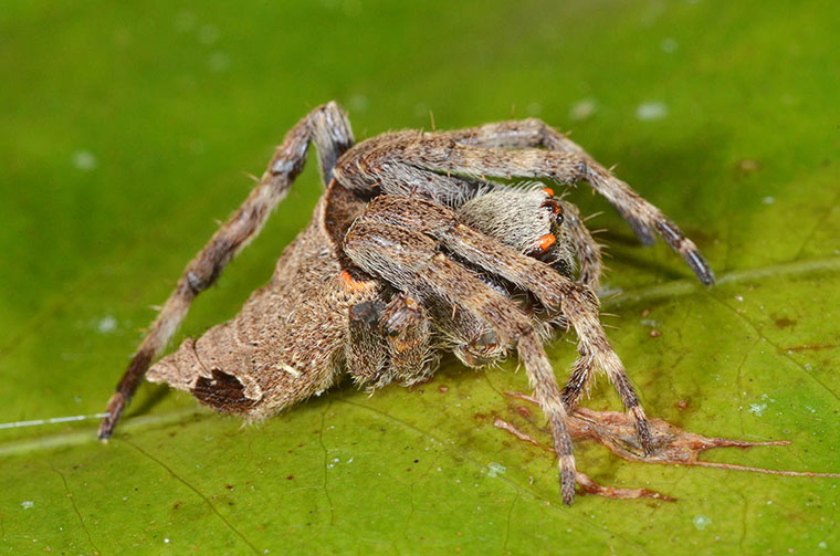 Araneidae Araneinae Parawixia dehaanii