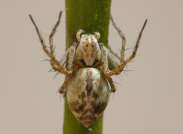 Oxyopes variabilis