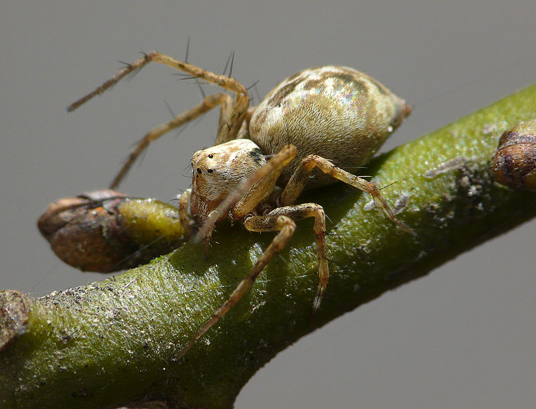 Oxyopes variabilis