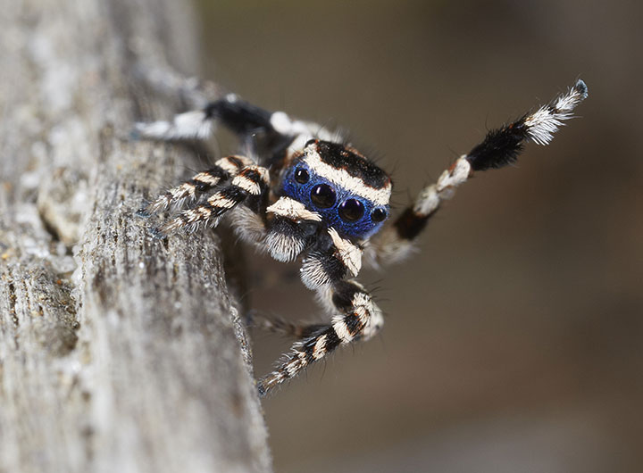 Salticidae Maratus personatus