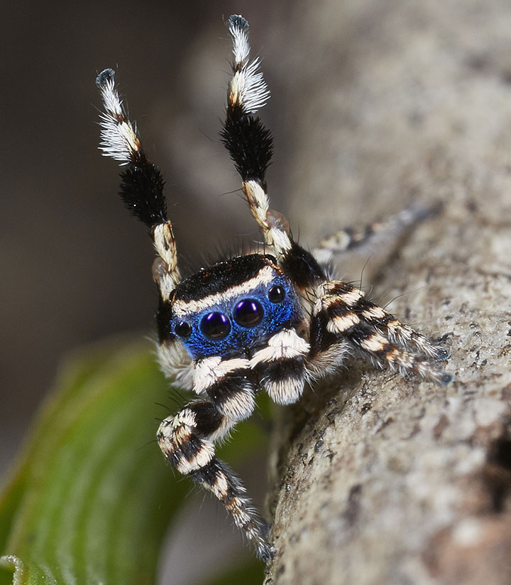 Salticidae Maratus personatus