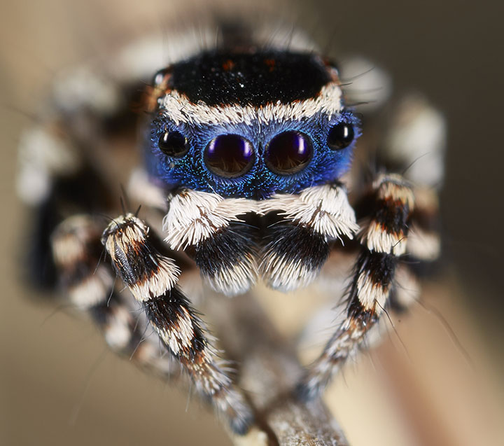 Salticidae Maratus personatus