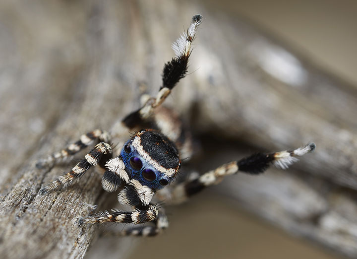 Salticidae Maratus personatus