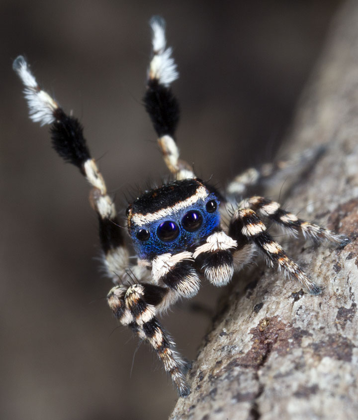 Salticidae Maratus personatus