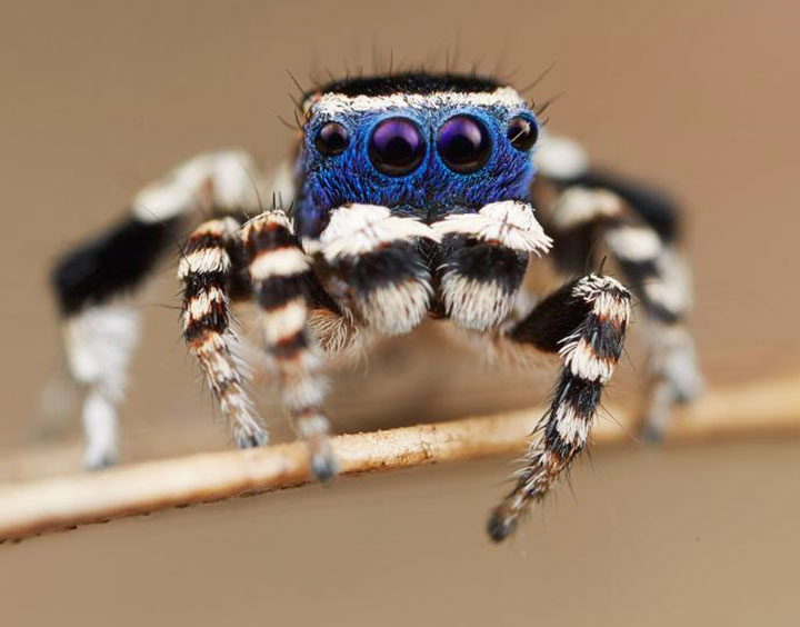 Salticidae Maratus personatus