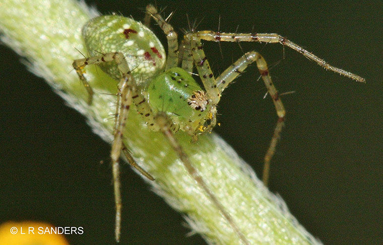 Peucetia