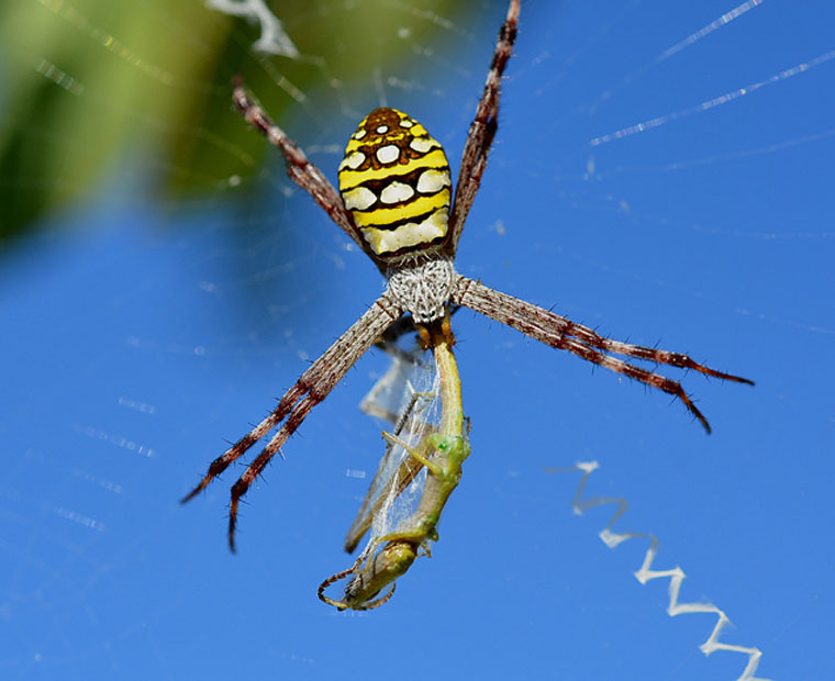 Argiope picta