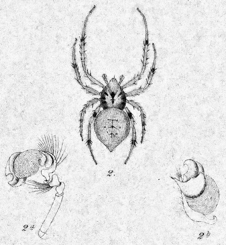 araneusacuminatusKochplate9