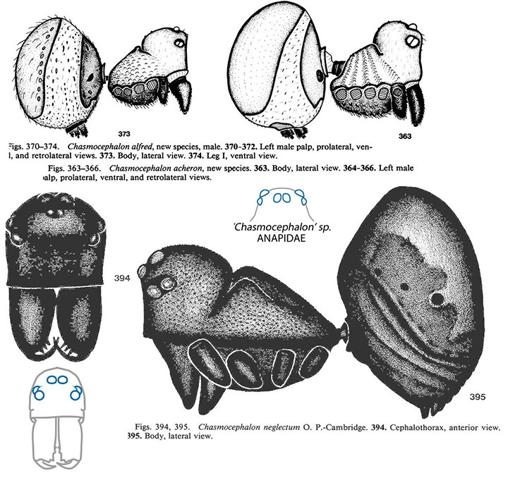 Chasmocephalon