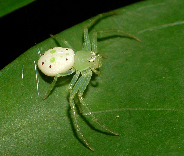 Poecilothomisus sp.