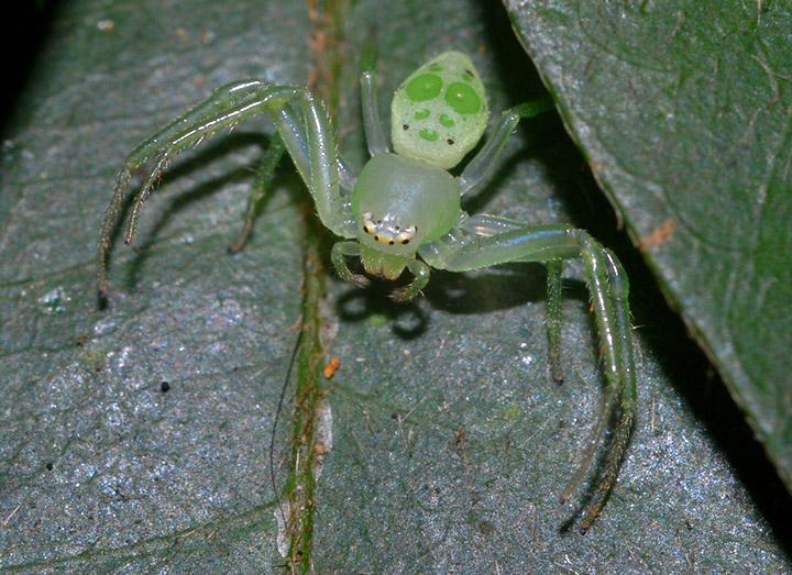 Poecilothomisus sp.