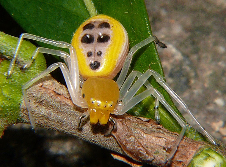 Poecilothomisus speciosus